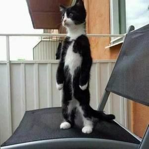 Meet your Posher, Chavez